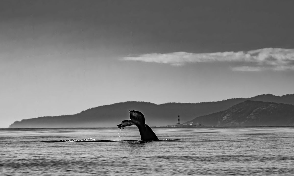 Photograph by Ryan DesJardins