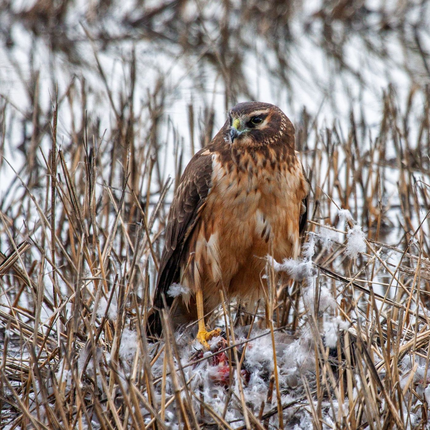 Wildlife photograph by Ryan DesJardins